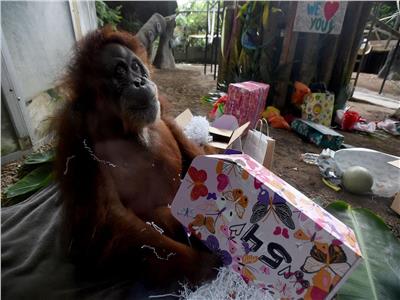 حديقة حيوان هامبورج احتفلت «بيلا» بعيد ميلادها 63 عاما