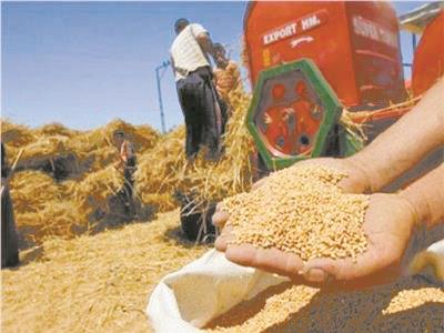 استمرار حصاد القمح بالمحافظات