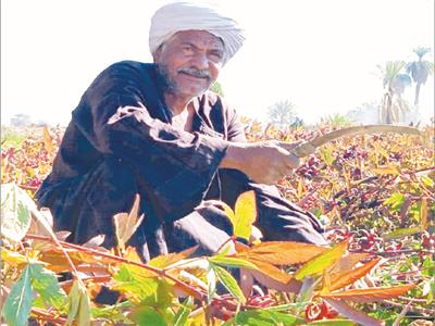 بدء حصاد الكركديه بأسوان