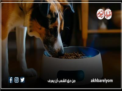 الكللب صديق وفي لدي بعض العائلات