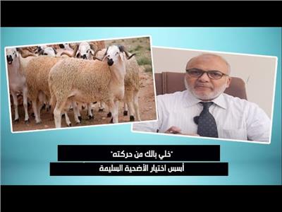 قبل ما تشتري.. تعرف على اشتراطات اختيار الأضحية| فيديو 