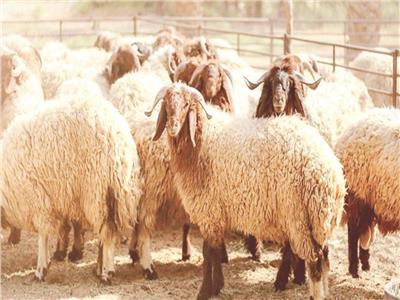 روشتة الخبراء لتحسين الثروة الحيوانية