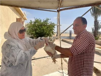 "الزراعة" تواصل أعمال التقصي والتحصين بمزارع واسواق الدواجن