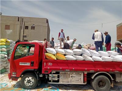 الأقماح المحلية فى محافظة الأقصر
