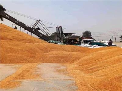عمليات توريد القمح