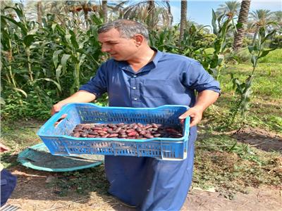 طالع النخل