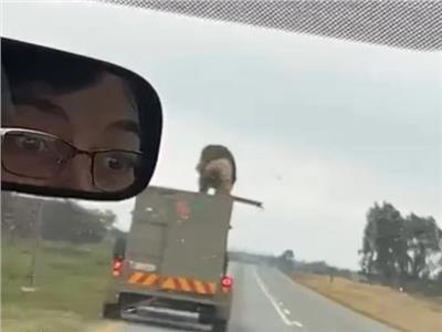 صورة موضوعية