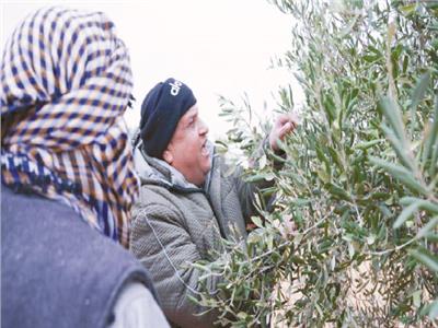 الزيتون شجرة 