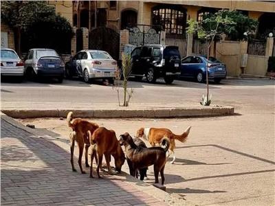 أبعاد إنسانية وصحية.. هل تنجح الدولة في مواجهة طوفان الكلاب الضالة؟