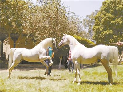 الخيول العربية المصرية