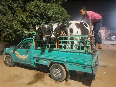 العيد في الوادي الجديد.. رواج لبيع الأضاحي وفتح مراكز الشباب والحدائق بالمجان