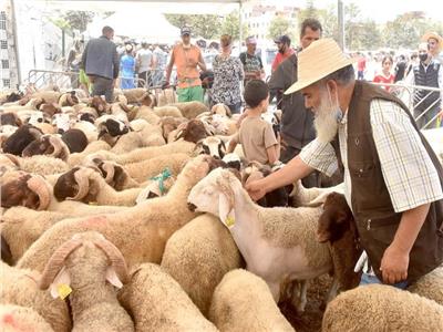 كيفية شراء الأضحية السليمة.. نصائح علمية لتجنب الغش والأمراض