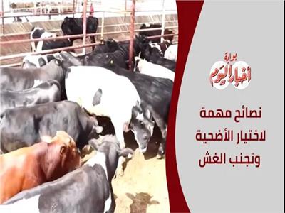 شراء الأضحية