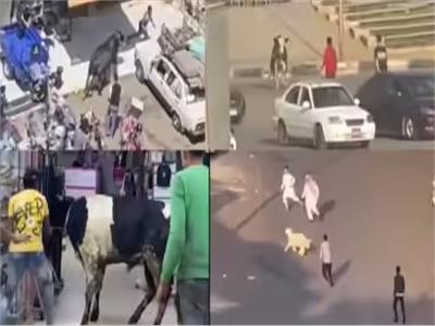 مطاردات الأضاحي