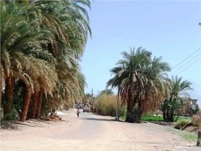 محافظ أسوان يحيل واقعة