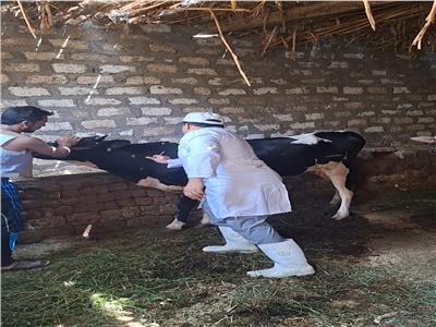 جانب من الحملة القومية للتحصين ضد مرضي الحمى القلاعية وحمى الوادي المتصدع