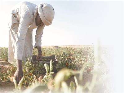 صور.. مشروعات دعم التنمية الزراعية والصناعية
