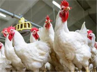 أسعار الفراخ اليوم  في البورصة والأسواق