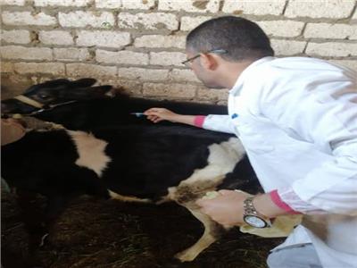 حملة تحصين الماشية 