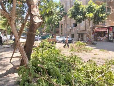 شجرة مائلة بالعجوزة 