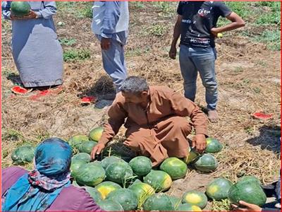 بطيخ قلابشو.. معايشة ميدانية ترصد معاناة المزارعين بعد موسم شاق