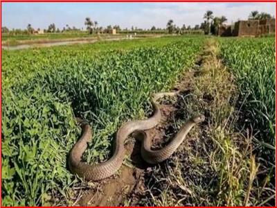 ظهور الثعابين في الأراضي الزراعية - ارشيفية