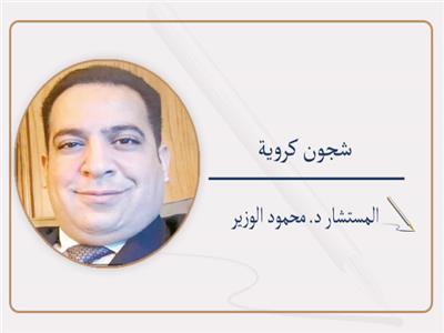 المستشار د. محمود الوزير