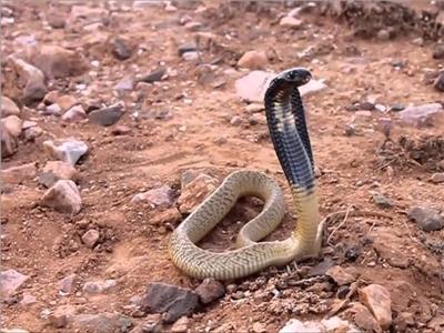 الثعبان - صورة أرشيفية