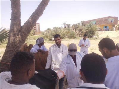 نقابة البيطريين في أسوان تنظم قوافل بيطرية علاجية مجانية 