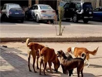 صورة موضوعية