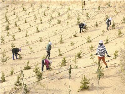 مشروع «السور الأخضر العظيم»