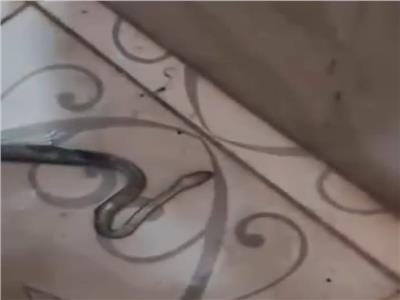 خروج ثعبان من حمام في مسطرد
