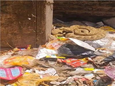 ظهور أفعى صحراوية