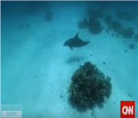 «سي إن إن» تروج  لدلافين مصر.. وتدعو العالم لمشاهدتها |فيديو 