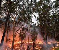 حرائق عديدة بغابات أستراليا.. ورجال الإطفاء تسابق الزمن للسيطرة عليها