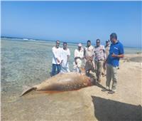 «البيئة» تكشف سبب وفاة عروس البحر.. وتؤكد: توثيق دفنه بمنطقة آمنة