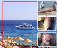 «عروس بحر ودلافين».. اللنشات السياحية تهدد الحياة البحرية