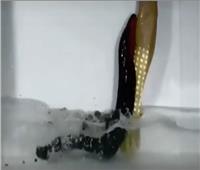 ثعابين الماء تستطيع إنتاج قوى كهربائية عالية.. فيديو