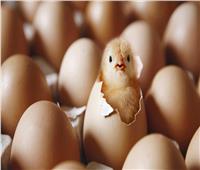 حكايات| بدون سخرية.. بماذا يجيب العلم: البيضة أم الدجاجة أولا؟