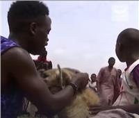 «رجال الضباع» في نيجيريا.. صداقة وألفة مع الحيوانات الشرسة| فيديو