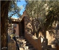 زائرو دير «سانت كاترين» يحيون مسار الحج القديم إلى جبل موسى | صور