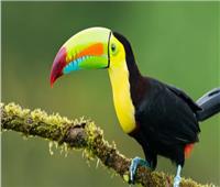 أبرزها طائر الطوقان.. 5 من أشهر حيوانات الأمازون