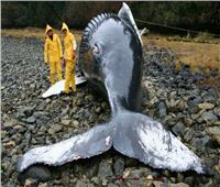 انتحار الحيتان.. ظاهرة حيرت العلماء ولغز تعددت أسبابه خلال 2021  