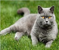 انتشار قطط كبيرة الحجم يثير ذعر مواطنين بالريف البريطاني 