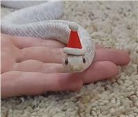 أفعى بقبعة «سانتا كلوز» تشعل منصات التواصل الاجتماعي | فيديو