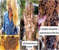 أمريكية تنقذ النحل في تكساس بيدين عاريتين