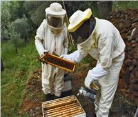 مرض فيروسي غامض يصيب خلايا النحل بالمغرب
