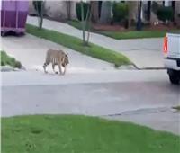 واقعة مرعبة.. نمر يتجول في حي سكني بولاية تكساس| فيديو 