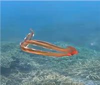  فيديو.. أخطبوط نادر يسبح فوق الحاجز المرجاني بأستراليا