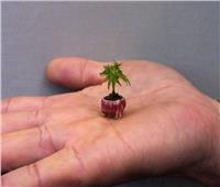 قزم الصفصاف.. أصغر شجرة في العالم